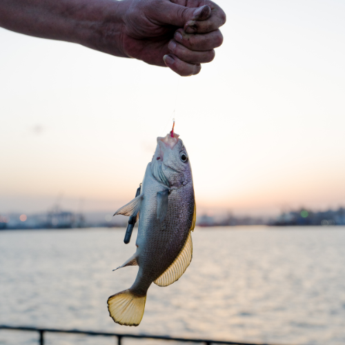 Pescuitul în apă sărată vs. pescuitul în apă dulce: diferențe, provocări și echipamente recomandate
