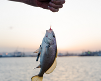 Pescuitul în apă sărată vs. pescuitul în apă dulce: diferențe, provocări și echipamente recomandate