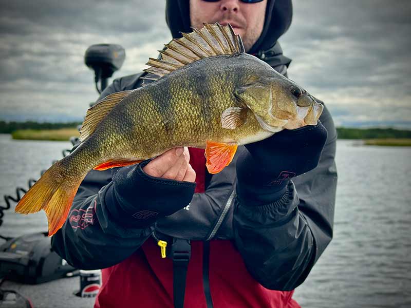 Fox Rage Pro-Series Neoprene Mitts